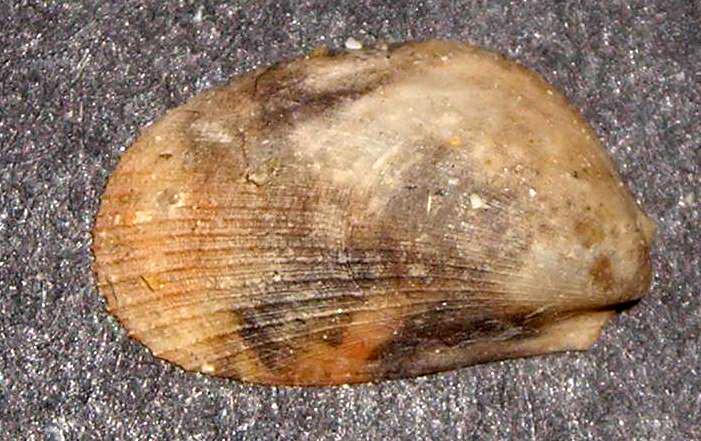 Bivalve ignoto - 2